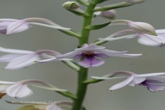 Calanthe sylvatica